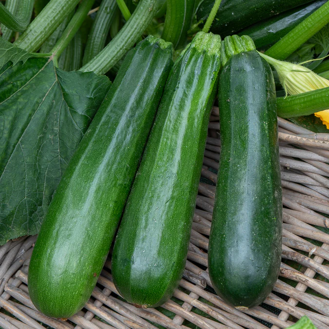 Courgette