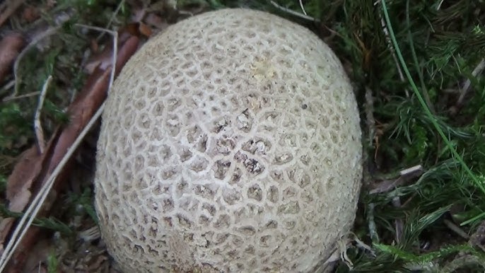 Aardappelbovist