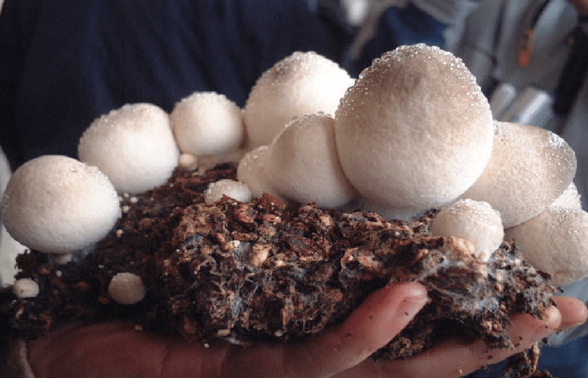 Bamboe Champignon
