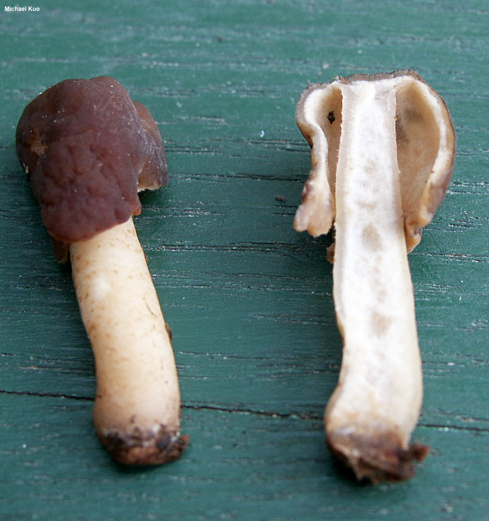 Vingerhoedskruidpaddestoel