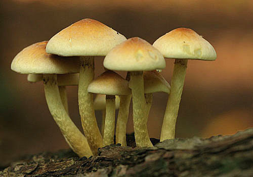 Zwavelkop