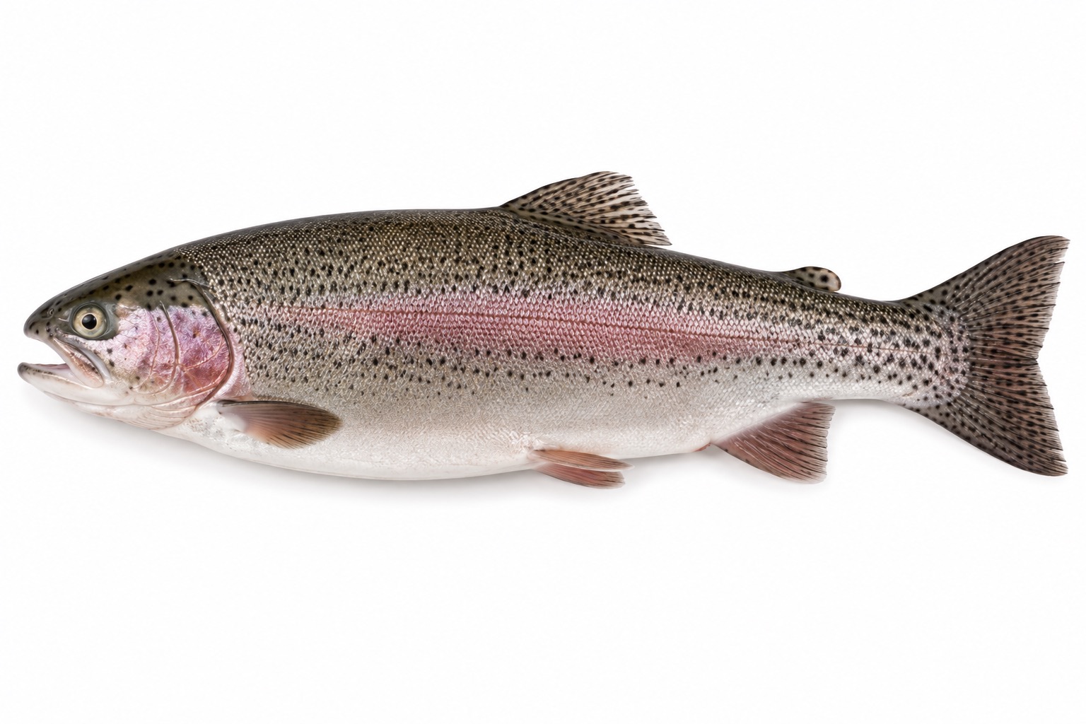 Forel