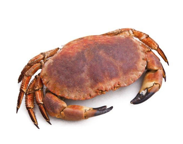 Krab