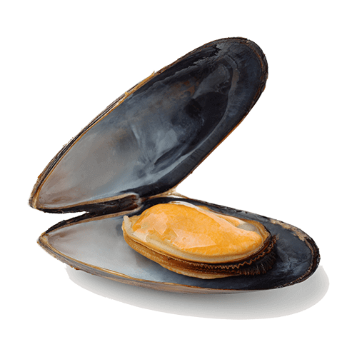 Mossel