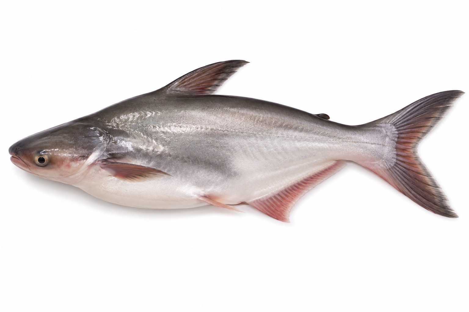 Pangasius