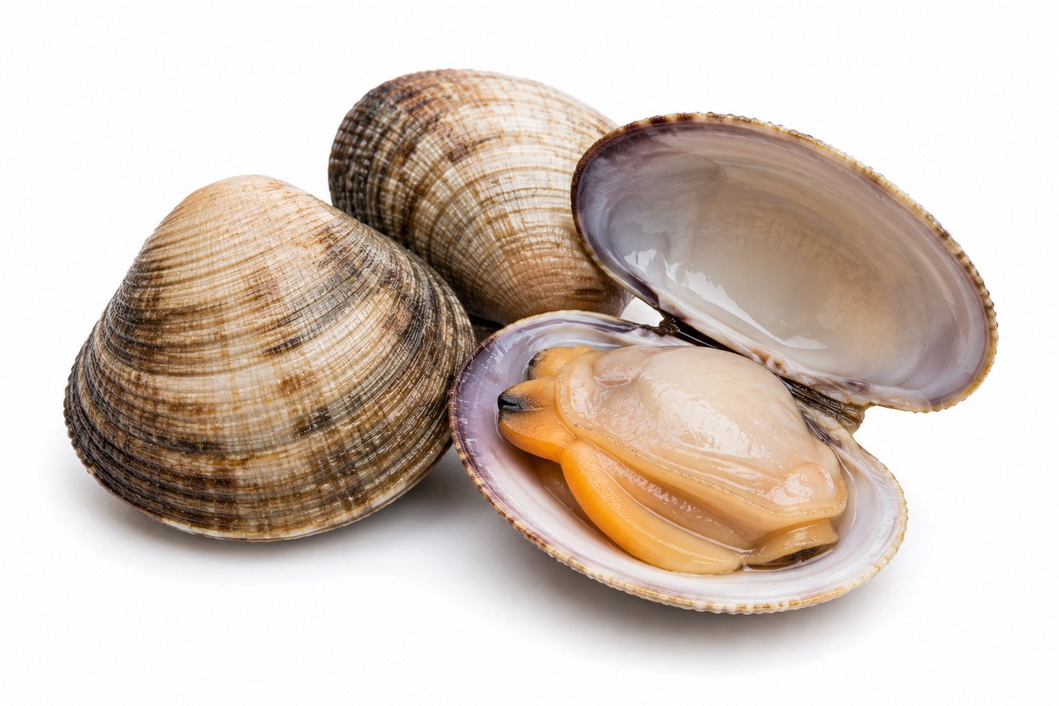 Venusschelp/Vongolé