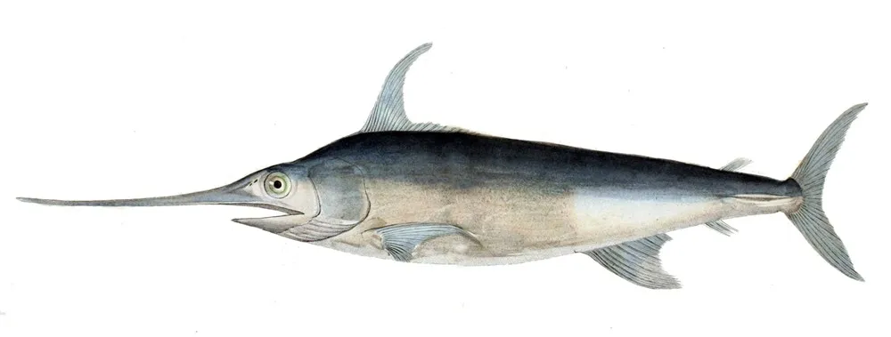 Zwaardvis